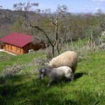 cisogna-agoturystyka-anagni Agroturystyka CISOGNA w Anagni